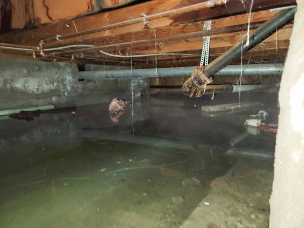 Best Water damage restoration insurance claims  in Nelsonville, OH